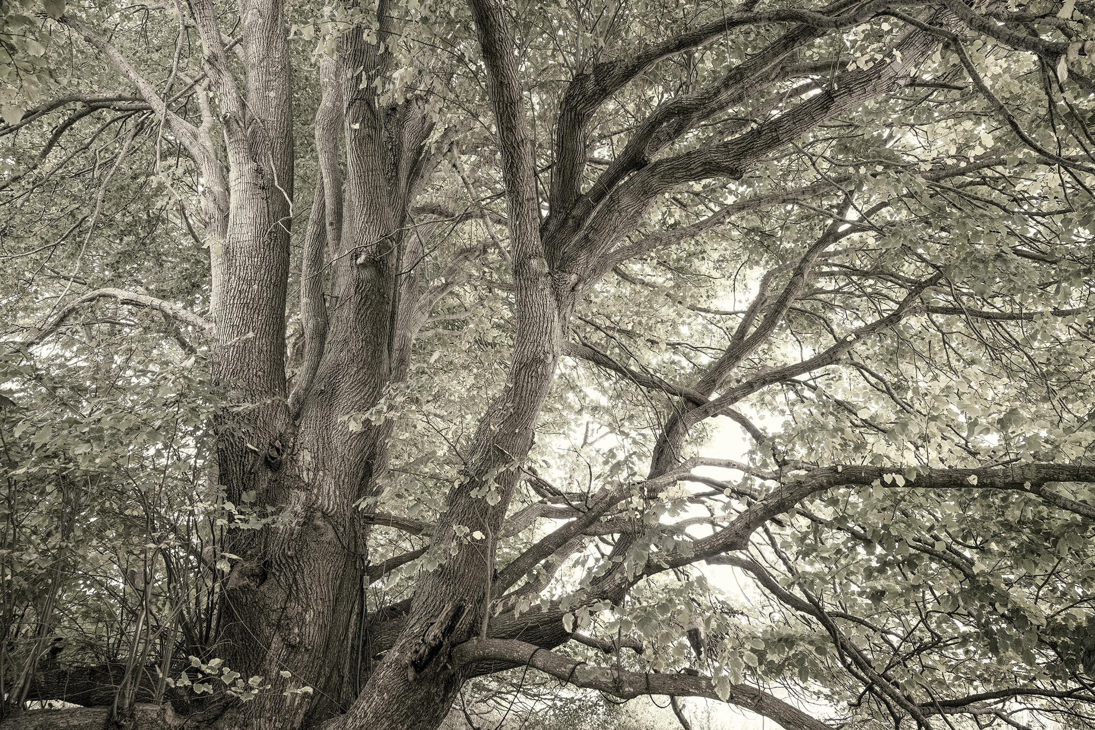 Three Lindens I, The End